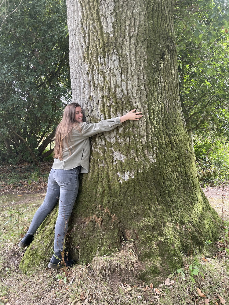 why do oak trees sometimes look like they are weeping